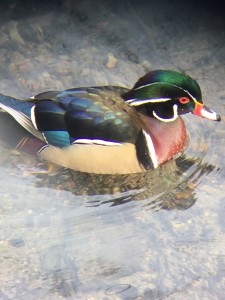 Wood Duck (Aix sponsa), Leverett Pond, Jamaica Plain. (#74 in Suffolk County, 3.5% frequency, 829 records of which 31 records are mine.)