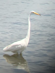Great Egret (Ardea alba), a relatively common bird seen in Boston. (#58 on the eBird Target Species list for Suffolk County and one I have recorded over 30 times.