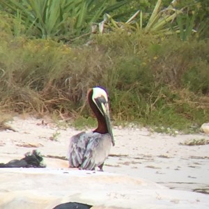 Brown Pelican (Pelecanus occidentalis) on the beach in Rio Lagartos, Yucatan, Mexico. Where it belongs.